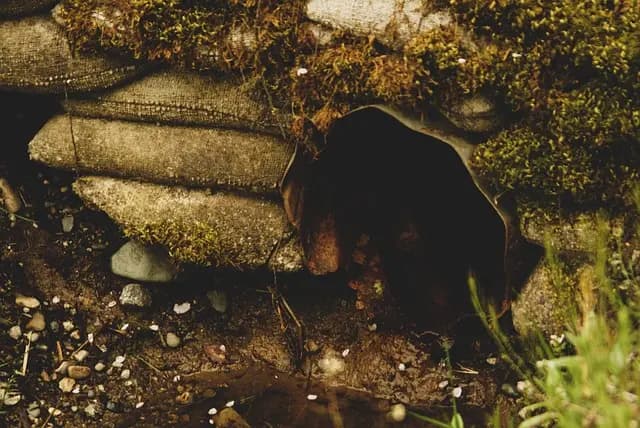 Découvrez les Meilleurs Tuyaux de Drainage Souterrain